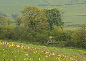 Images Dated 30th April 2005: Flowers in a meadow
