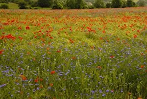 Images Dated 26th May 2007: Flowers in meadow - Poppy and Cornflowers - Provence - France