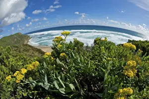 Fish Eye Prints: Flowers and Ocean as viewed from the Great Ocean Road - fisheye lens - Australia