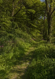 Flowery footpath through deciduous woodland in spring, in Lee Abbey woodlands, Lee Bay, Exmoor, Devon. Date: 15-Apr-19