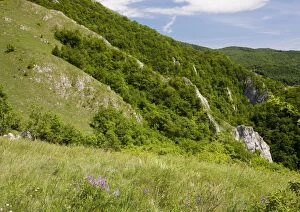 Flowery grassland above the Varghiz limestone gorge, Romania