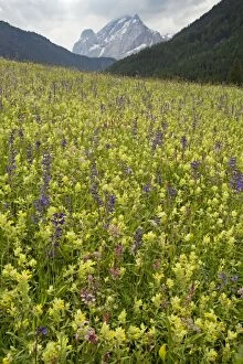 Flowery Hay Meadow Val di Fassa, Avisio valley near