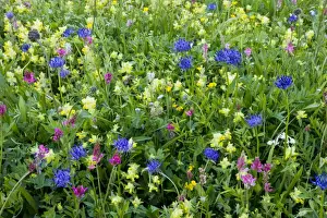 Floweriest Prints: Flowery hay meadows, with round-headed rampion