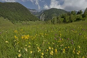 Images Dated 7th June 2014: Flowery Meadow with Kidney Vetch and Winged Broom