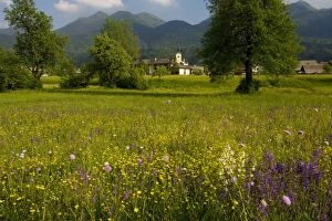 Images Dated 13th May 2007: Flowery meadows in the Bohinj valley, Julian alps, Slovenia. Triglav National Park