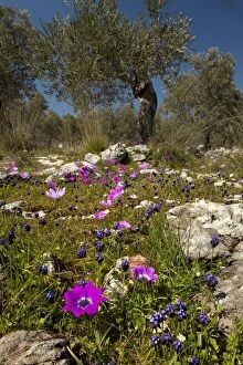 Images Dated 25th March 2011: Flowery old olive groves - with grape hyacinth