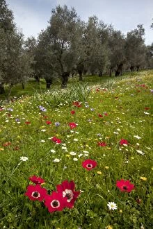 Flowery old olive groves - with mayweed and peacock