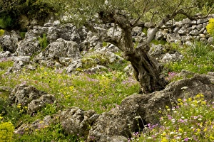 Images Dated 30th March 2008: Flowery old olive groves in spring on the Mani Peninsula