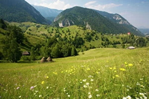 Flowery pastures in the Piatra Craiulu Mountains National Park. With stooks. Globe flowers (Trollius europaeus) in foreground