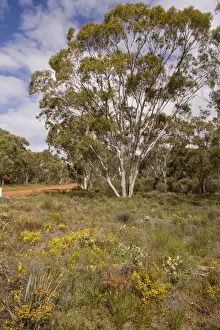 Floweriest Prints: Flowery roadside verge in Moganmoganning Reserve, near New Norcia, Western Australia