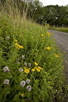 Images Dated 24th August 2011: Flowery roadside verge with Water Mint and Fleabane - late summer - near Kingcombe - West Dorset