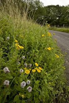 Floweriest Prints: Flowery roadside verge with Water Mint and Fleabane - late summer - near Kingcombe - West Dorset