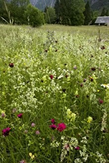 Images Dated 6th June 2011: Flowery species-rich hay meadow - with Carthusian