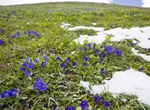 Montane Prints: Flowery species-rich pastures with masses of trumpet gentians Gentiana acaulis on the Col d'Agnel