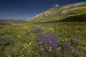 Images Dated 3rd July 2014: Flowery Steppe Grassland on the Vaukdagi Pass, Karakavan