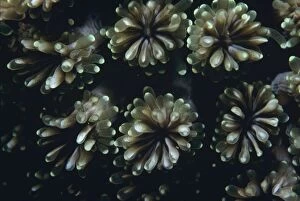 Images Dated 8th November 2010: Fluorescence Grass Coral - Close up of fluorescence grass coral polyps 