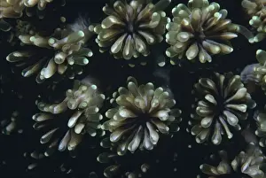 Polyp Prints: Fluorescence Grass Coral - Close up of fluorescence grass coral polyps
