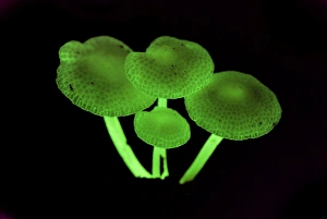 Images Dated 17th November 2007: Fluorescent fungus - Danum Valley Conservation Area - Sabah - Borneo - Malaysia