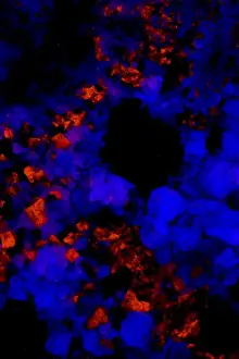 Fluorite Prints: Fluorescent Minerals Fluorite