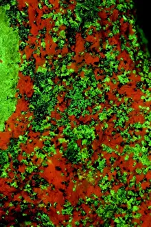 Fluorescent Minerals Willemite and Calcite - Sterling Hill Mine - Ogdensburg-New Jersey, USA - Photographed under UV light. Photo courtesy of Polman Minerals