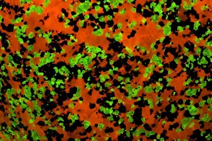 Calcite Prints: Fluorescent Minerals Willemite and Calcite - Sterling Hill Mine - Ogdensburg-New Jersey - Photographed under UV light
