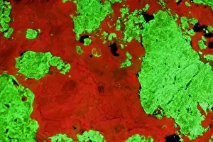 Fluorescent Minerals Willemite and Calcite - Sterling Hill Mine - Ogdensburg-New Jersey - Photographed under UV light Photo courtesy of Polman Minerals