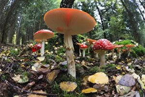 Fly Agaric / Amanita - fruiting bodies in forest