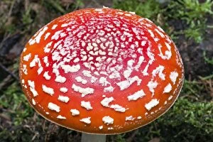 Images Dated 14th October 2013: Fly Agaric / Amanita - fruiting body in forest Lower