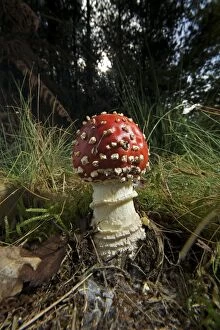 Agaric Gallery: Fly Agaric / Fly Amanita Toadstool