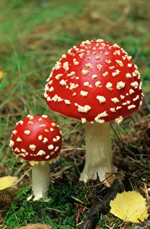 Fungus Prints: Fly Agaric Fungi