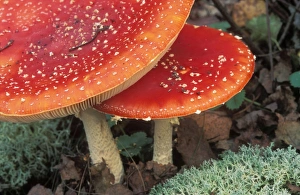 Images Dated 31st January 2011: Fly Agaric Fungi ME 44 Amanita muscaria © Johan De Meester / ardea.com