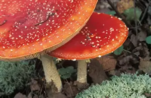 Drugs Prints: Fly Agaric Fungi ME 44 Amanita muscaria © Johan De Meester / ardea. com
