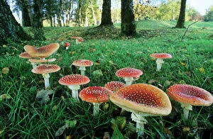 Mushrooms And Toadstools Collection: Fly Agaric Fungi - found among a group of birch, October