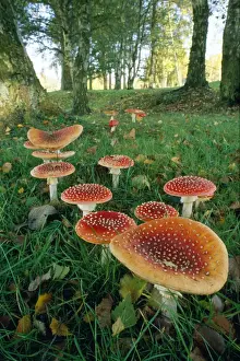 Drugs Prints: Fly Agaric Fungi - in woods 