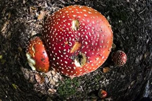 Fly Agaric Fungus close up