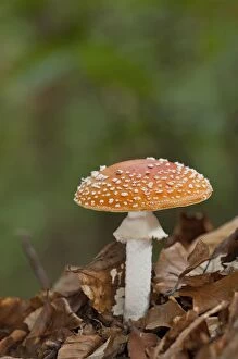 Agaric Gallery: Fly Agaric Mushroom  amongst autumn leaves