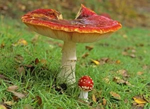 Agarics Gallery: Fly agaric - old and very big individual providing shelter for a very young and small one