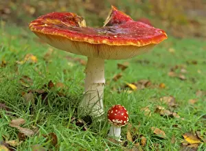 Fungus Prints: Fly agaric old and very big individual providing shelter for a very young and small one New Forest National Park