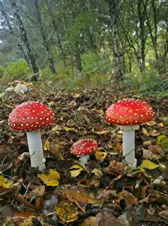 Drug Prints: Fly agaric several specimen in forest with birch trees New Forest National Park