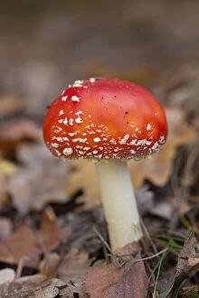 Fly Agaric - toadstool in a forest - Saxony, Germany Date: 16-Oct-18