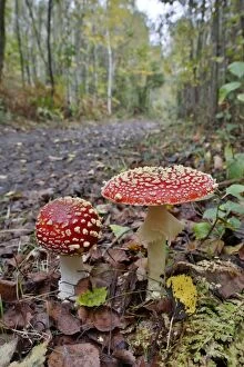 Images Dated 20th October 2012: Fly Agarics - Blean Woods - Autumn