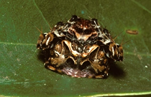 Fly-catching spider. It does not make a web: it waits in ambush Fly-catching spider. It does not make a web: it waits in ambush