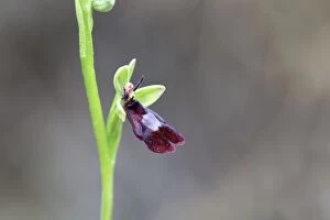 Images Dated 28th May 2012: Fly Orchid