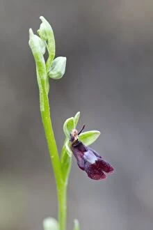 Images Dated 28th May 2012: Fly Orchid