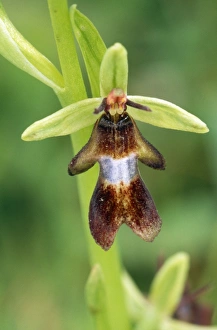 Images Dated 27th February 2008: Fly Orchid