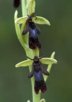 Orchids Prints: Fly orchid flowers. Insect mimic