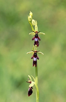 Images Dated 27th February 2008: Fly Orchid UK