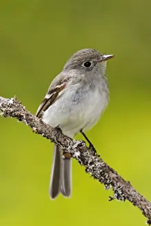 Flycatchers Prints: Least Flycatcher