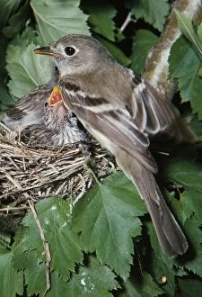 Images Dated 6th June 2006: Least Flycatcher - with adopted Chipping Sparrows