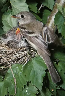 Flycatchers Prints: Least Flycatcher - with adopted Chipping Sparrows